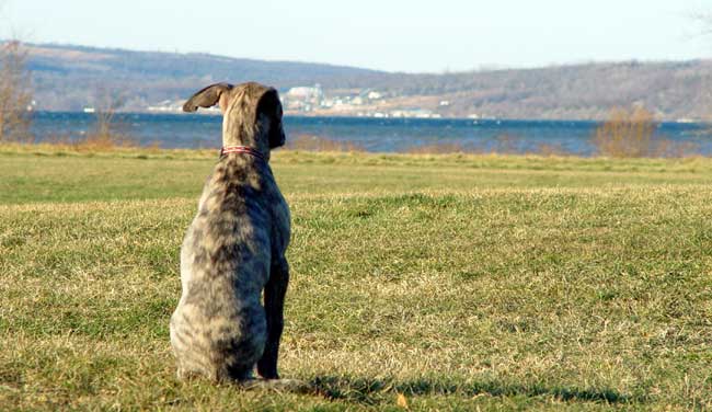 Ithaca: A Place for Dogs